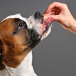 dogs-eat-pineapple.jpg