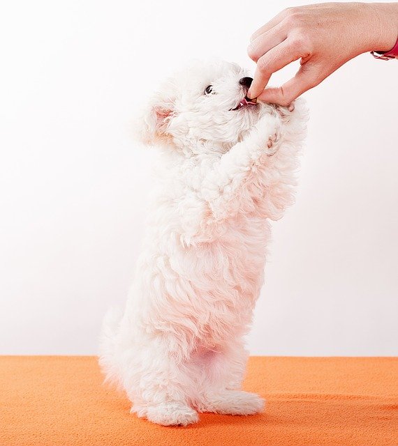 dog, puppy, bolonka zwetna dog, puppy, bolonka zwetna