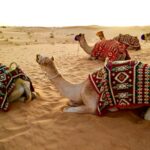 herd of camel sitting on desert sand