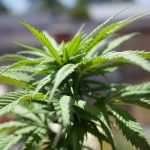 Vivid close-up of cannabis plant foliage in natural sunlight, showing detailed leaves.